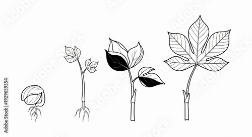 Four stages of plant growth, from seed to leaf development