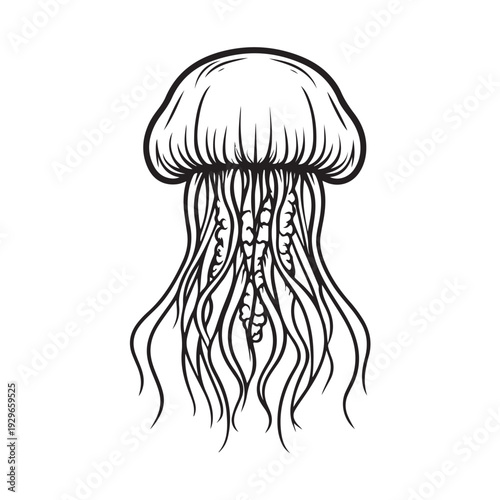 Elegant jellyfish silhouette