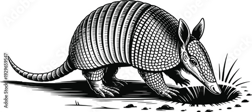 Hand drawn simple sketch vector illustration of an armadillo in minimalist line art style