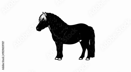 A black pony with a white forelock stands isolated on a white background