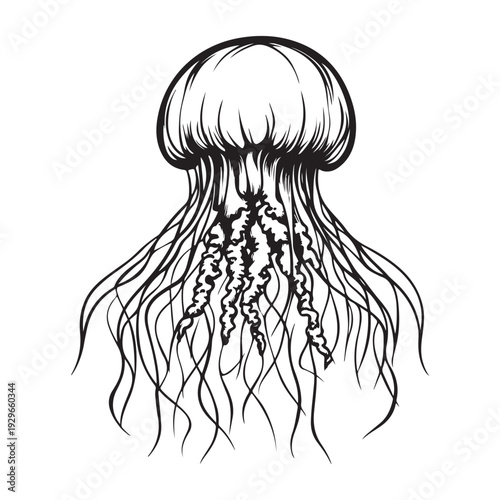 Elegant jellyfish silhouette