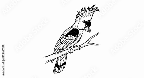 Black and white illustration of a cockatoo perched on a branch, holding small objects in its beak