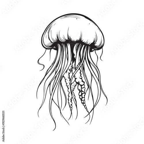Elegant jellyfish silhouette