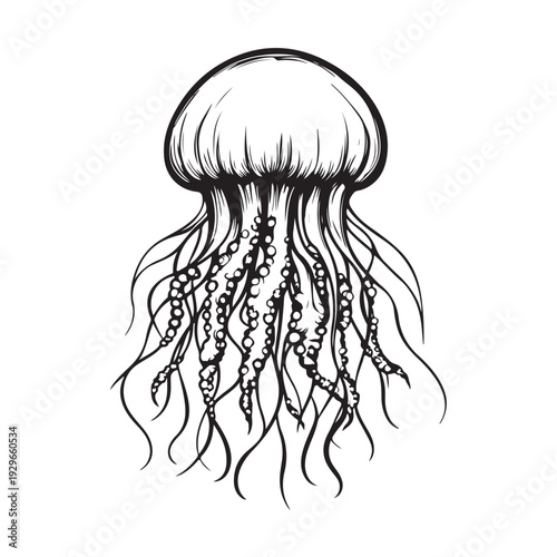 Elegant jellyfish silhouette