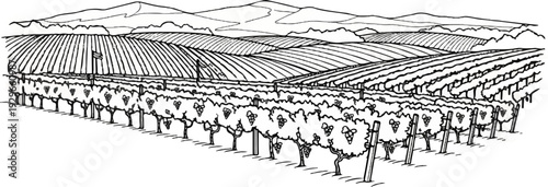 Rolling hills covered in orderly vineyards stretch towards distant, rugged mountains