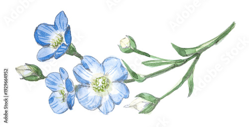 High-quality watercolor illustration of blue forget-me-not flowers.