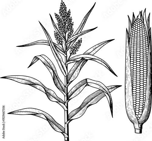 Vintage line of a corn stalk with tassel and a ripe ear of corn a white background