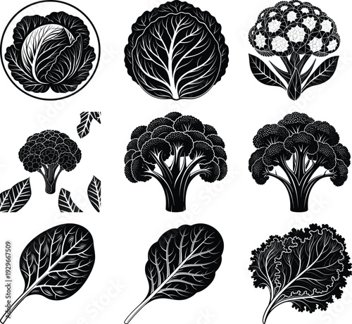 Black and white of various leafy vegetables and greens cabbage broccoli
