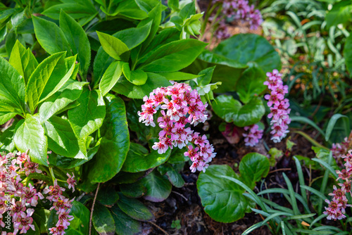 Cuadro en lienzo Bergenia Crassifolia Pacifica Flowers Grow in Garden With Various Green Leaves i