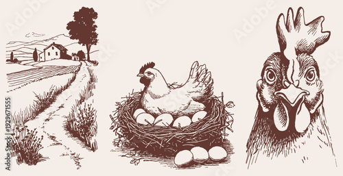 Chicken nest eggs and rural farm graphics. Illustration for food packaging and agricultural branding. Detailed crayon pencil drawn style with hen, rooster, village roads, and countryside life.