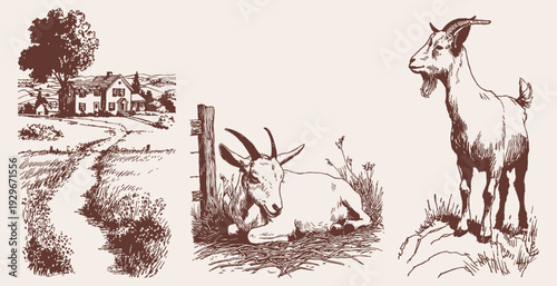 Goat and farmhouse rural vintage animal illustration. Graphic for packaging or branding. Crayon drawn ink sketch style showing countryside livestock and farm landscape.