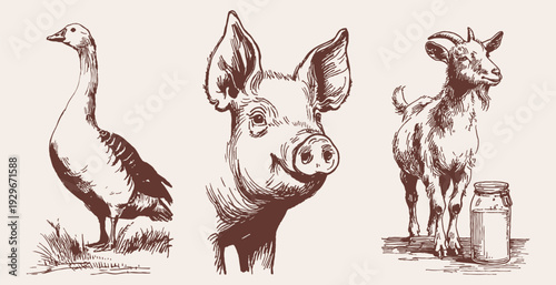 Farm animals goose, pig, goat agriculture rural set. Illustration for dairy packaging or organic branding. Vintage pencil drawn illustration sketch style with traditional livestock.