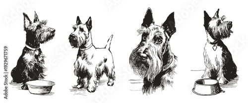 Scottish terrier dog breed ink sketch drawing style. Set includes head studies and full body poses with bowl. Graphic for grooming salon branding or veterinary poster illustration.