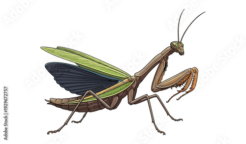 Realistic Praying Mantis Vector Illustration Isolated on White Background