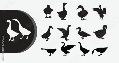 Diverse group of ducks and geese in various poses and silhouettes