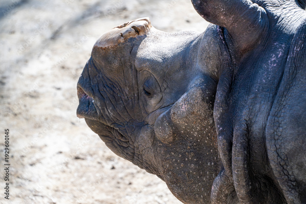 Obraz premium Close up Rhino 