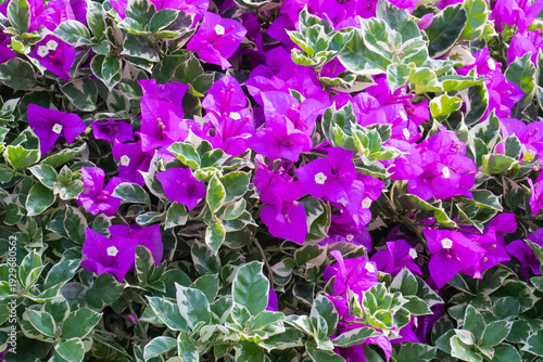 A rhododendron bush filled with flowers, Paperflower, Bougainvillea glabra, in Ngong Ping Village, adjacent to the Tian Tan Buddha and Po Lin Monastery, on Lantau Island, Hong Kong