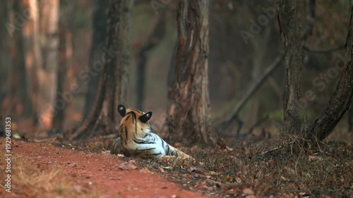 Wild Bengal Tiger Sitting Calm in Terai Forest