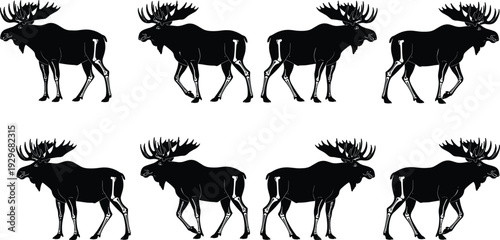 Moose silhouette set with skeletal leg anatomy, walking and standing elk poses, wildlife biology concept, forest animal bone structure, deer.