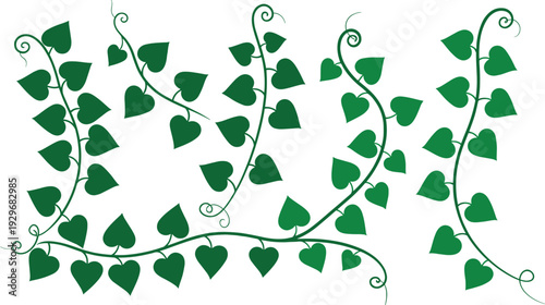 Green heart shaped leaves on curly vines