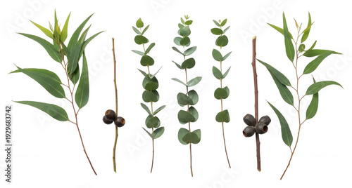 Different eucalyptus branches with varying leaf shapes, textures, seed pods isolated for natural design