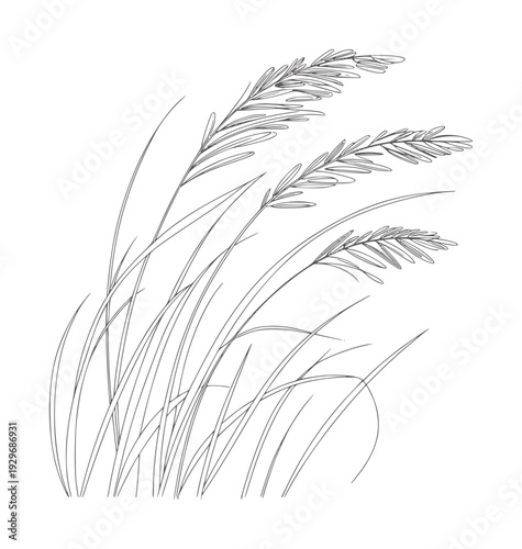 Minimalist pen ink of tall grass plumes swaying gently botanical