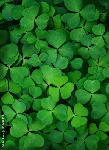Green nature background of clover, wood-sorrel or Oxalis plant close up. Green leaves texture of three-leaves shamrocks, St. Patrick's day holiday symbol. Template for design. top view