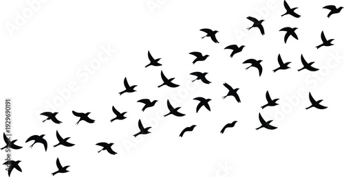 Large flock of flying birds silhouettes, migrating bird swarm vector icons, various avian shapes in flight on a white background.