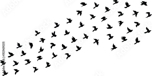 Large flock of flying birds silhouettes, migrating bird swarm vector icons, various avian shapes in flight on a white background. (Exactly 20 words)