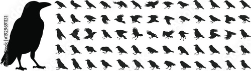 Black raven silhouettes collection, crow bird vector icons set, various flying and standing corvid bird shapes on a white background. (Exactly 20 words)