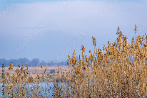Golden common reeds (Phragmites australis) stand tall in the foreground, their dry stalks and feathery tops catching the light. In the background, a serene body of water reflects the pale blue sky.