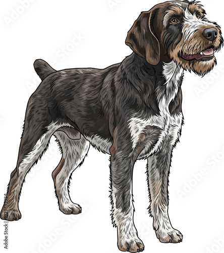 Wirehaired Pointing Griffon dog standing happy smiling friendly pose