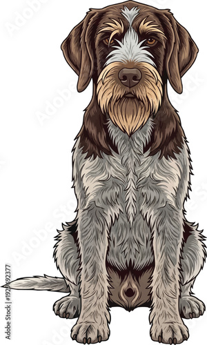 Wirehaired Pointing Griffon dog sitting attentive facing front
