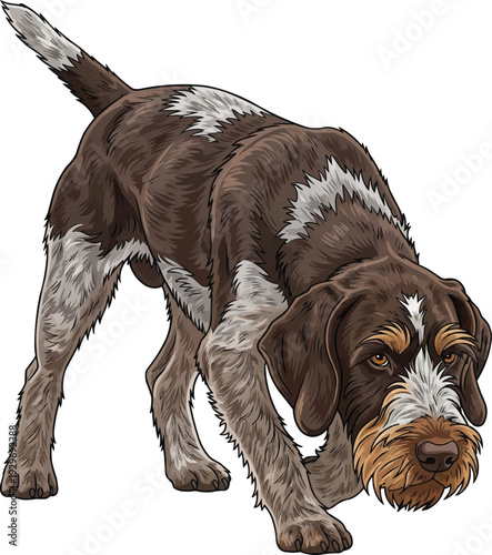 Wirehaired Pointing Griffon dog crouched alert hunting stance