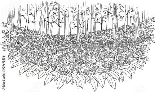 Lush forest floor with dense small flowers beneath tall trees