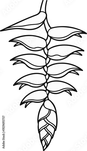 Simple line drawing of a hanging tropical plant inflorescence with multiple bracts