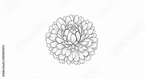 Detailed black and white line drawing of a fully bloomed flower with many petals