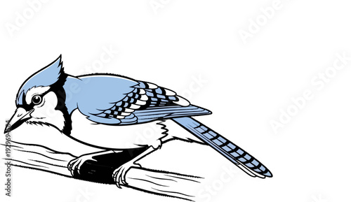Blue jay perched on a rough branch, detailed illustration of bird