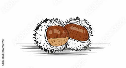 Two brown chestnuts, one partially shelled, inside spiky husks on a white background
