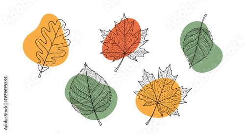 Artistic collection of various tree leaves including oak and maple with colorful abstract blobs for a modern autumn design.