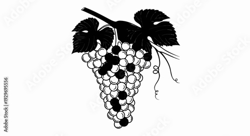 A bunch of grapes, some filled black, others outlined white, hang from a stem with leaves