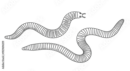 Simple black and white line drawing of two segmented earthworms or millipedes crawling on a plain white background for education.