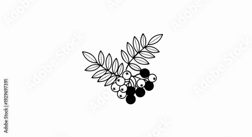 A stylized black and white line drawing of a rowan berry branch with leaves and berries