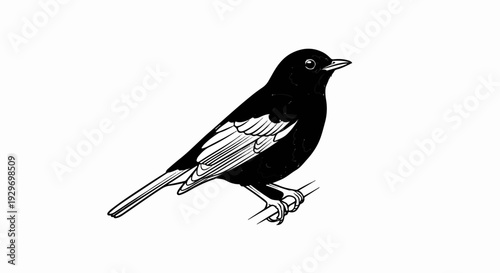 Illustration of a black bird with white wing markings perched on a branch