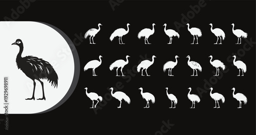 Collection of ostrich silhouettes in various poses on black background