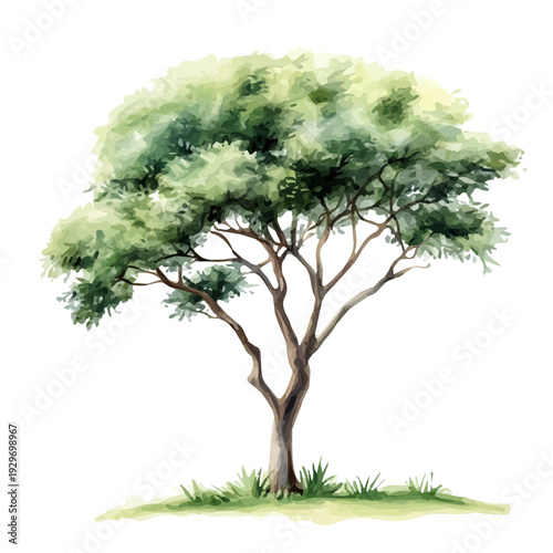 Acacia Tree, watercolor illustration featuring playful movement and lively expressions, isolated on a white background.