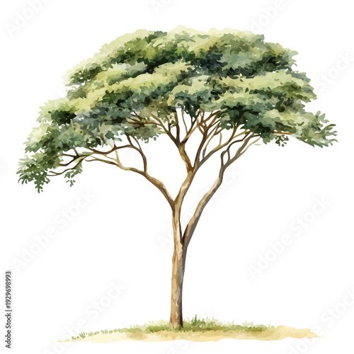 Acacia Tree, watercolor vector portraying a joyful pose with colorful highlights, isolated on a white background.