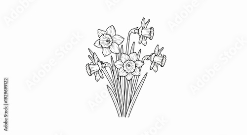 A black and white line drawing depicts a cluster of five daffodils with long leaves