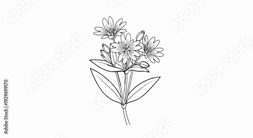 Line drawing of a small cluster of delicate star-shaped flowers and buds