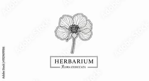 Vintage scientific illustration of a delicate flower with detailed linework and accompanying text